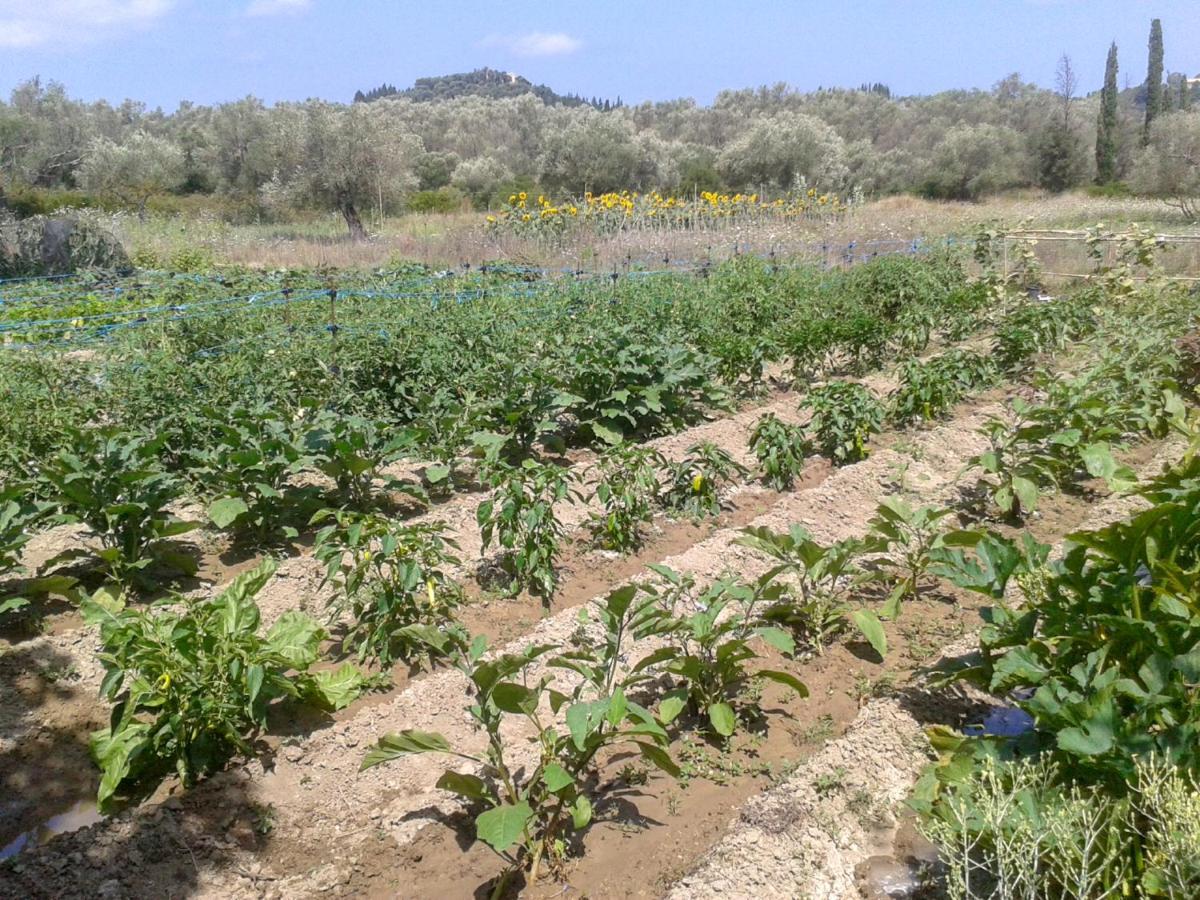 Aroggia Farm Villa Xanthátai Eksteriør billede