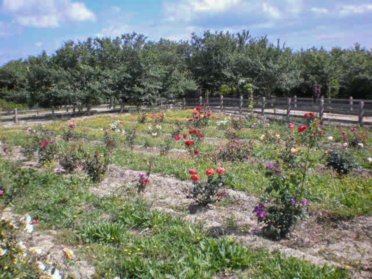 Aroggia Farm Villa Xanthátai Eksteriør billede
